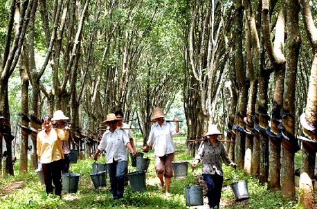 泰国橡胶最新动态更新